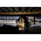 Rowenta PORSZÍVÓ ÁLLÓ RH9A32WO